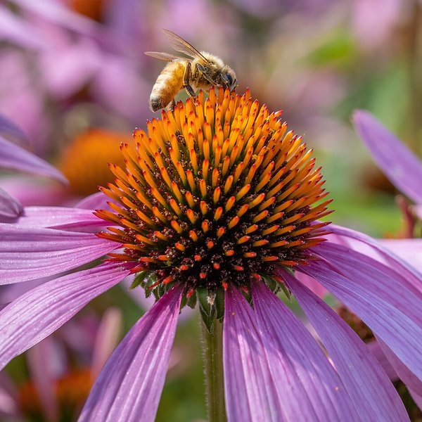 Purple Coneflower